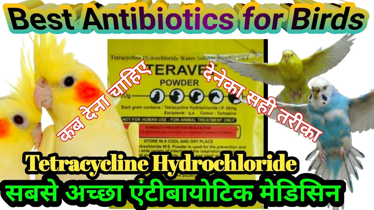 Tetracycline Hydrochoride Vet for bird | Tetracycline hydrochloride water soluble vet | Tetracycline
