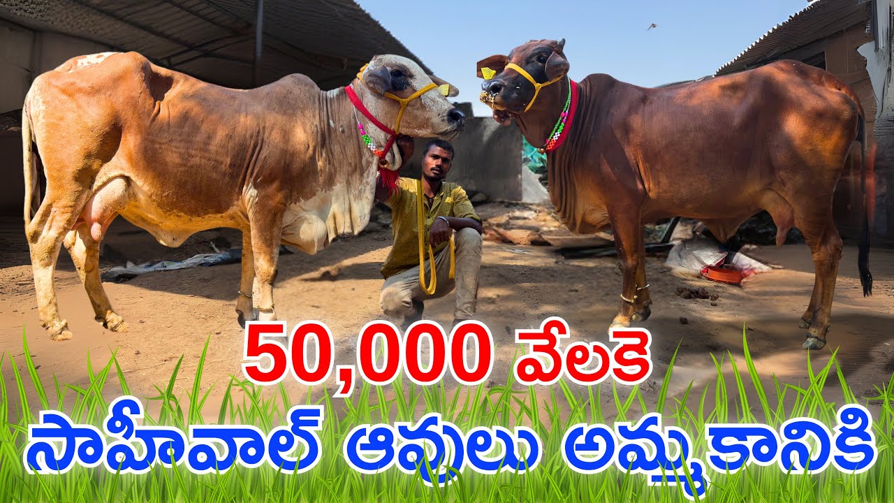 Sahiwal Cows From 50,000 in Hyderabad Market  || సాహీవాల్ ఆవుల ధరలు