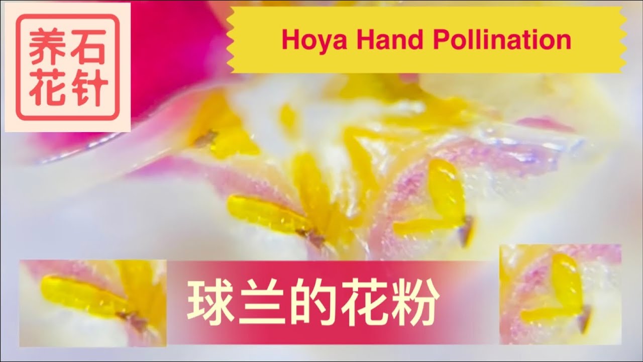 寻找球兰的花粉 - 球兰爱好者一定想知道这件事 - hoya hand pollination