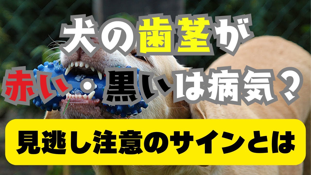 【トリマーが解説】犬の歯茎が赤い・黒いのは病気？見逃し注意のサインとは