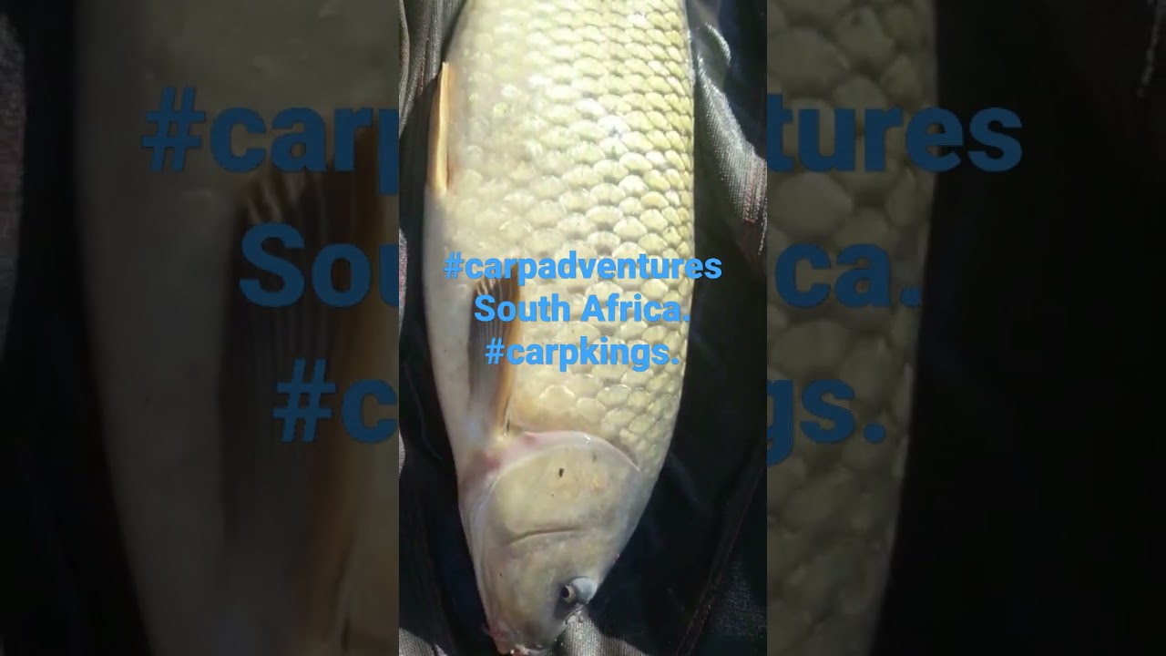 Vlog Dropping Carp Kings / Carp Adventures SA.