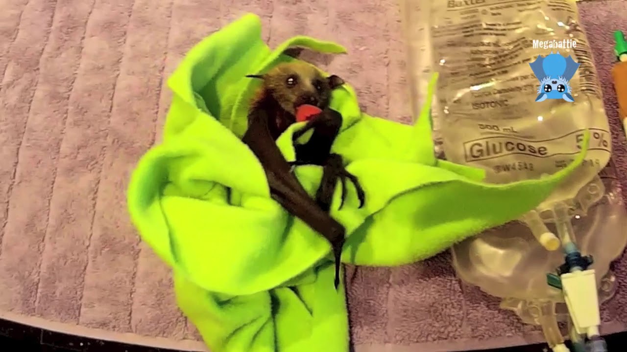 Rescuing an orphan flying-fox:  this is Jub Jub