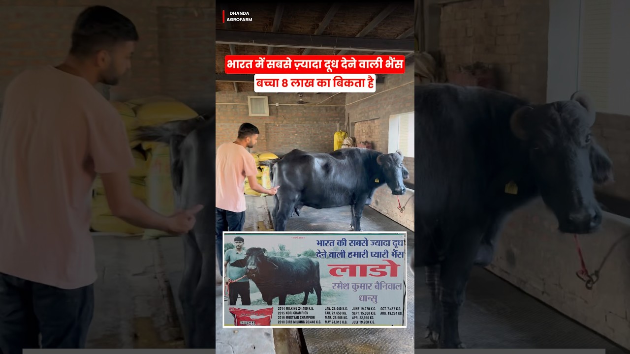India No 1 Murrah Buffalo With Record Milk 26kg