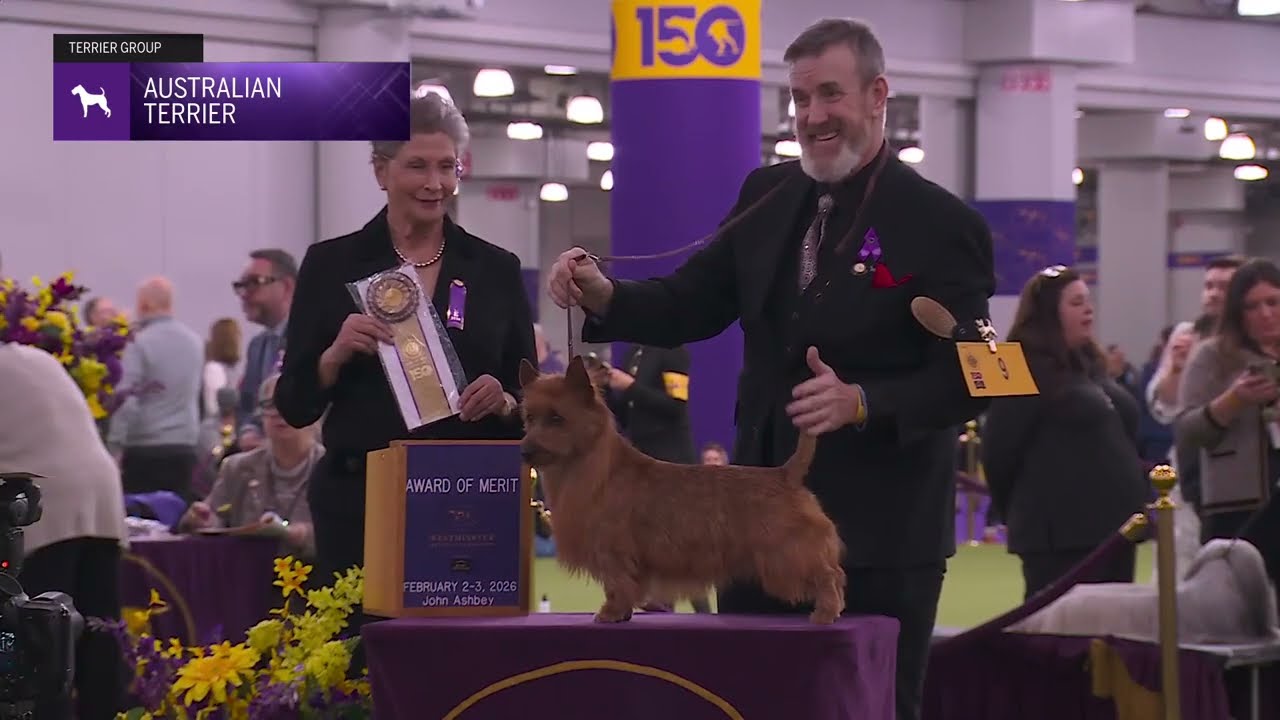 Australian Terriers | Breed Judging 2026
