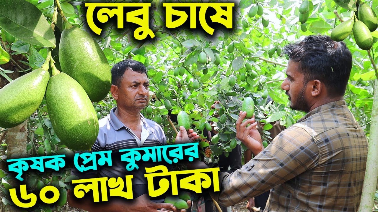 হাইব্রিড কাগজী সিডলেস লেবু চাষে ৬০ লাখ টাকা আয় কৃষক প্রেম কুমারের | উদ্যোক্তার খোঁজে