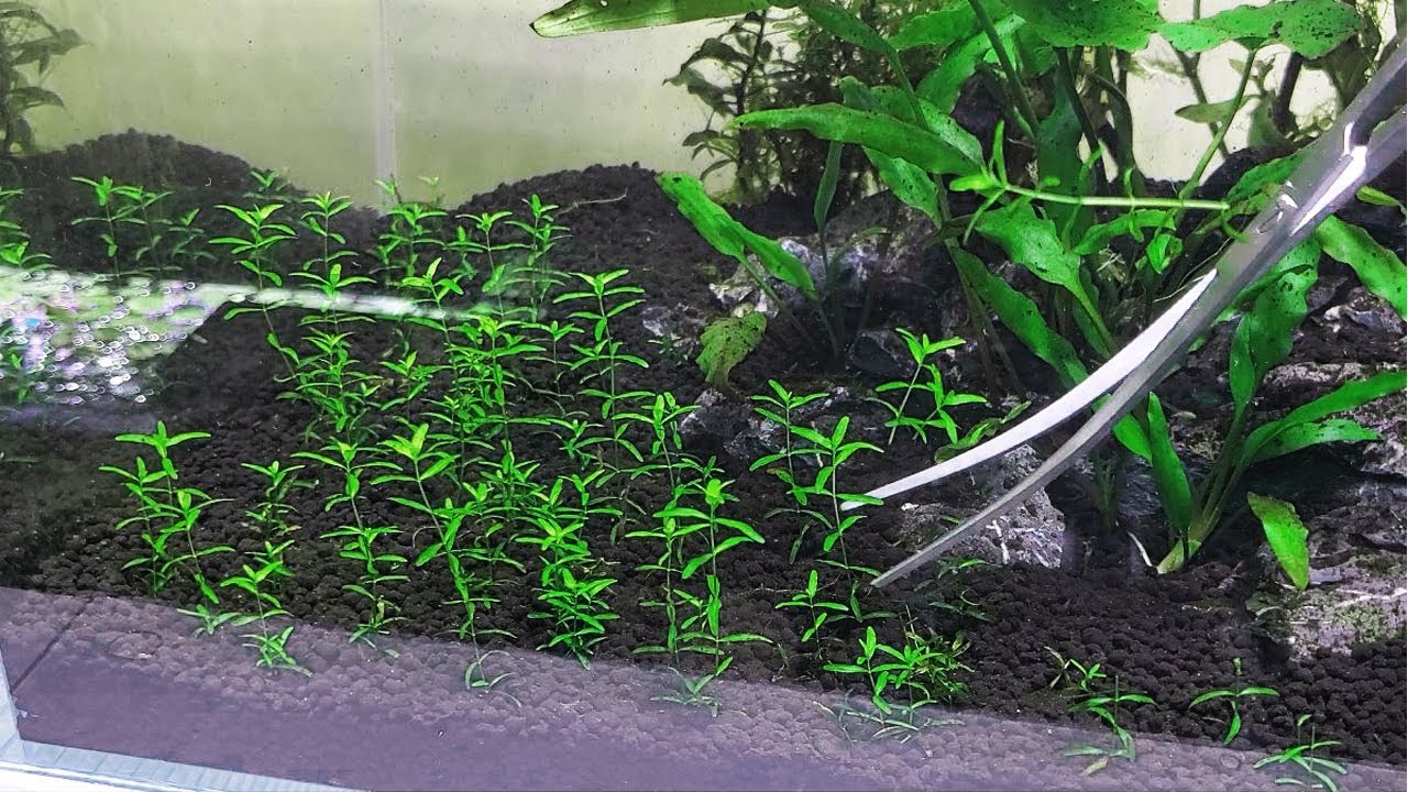 Let's Grow a Plant Carpet without CO2