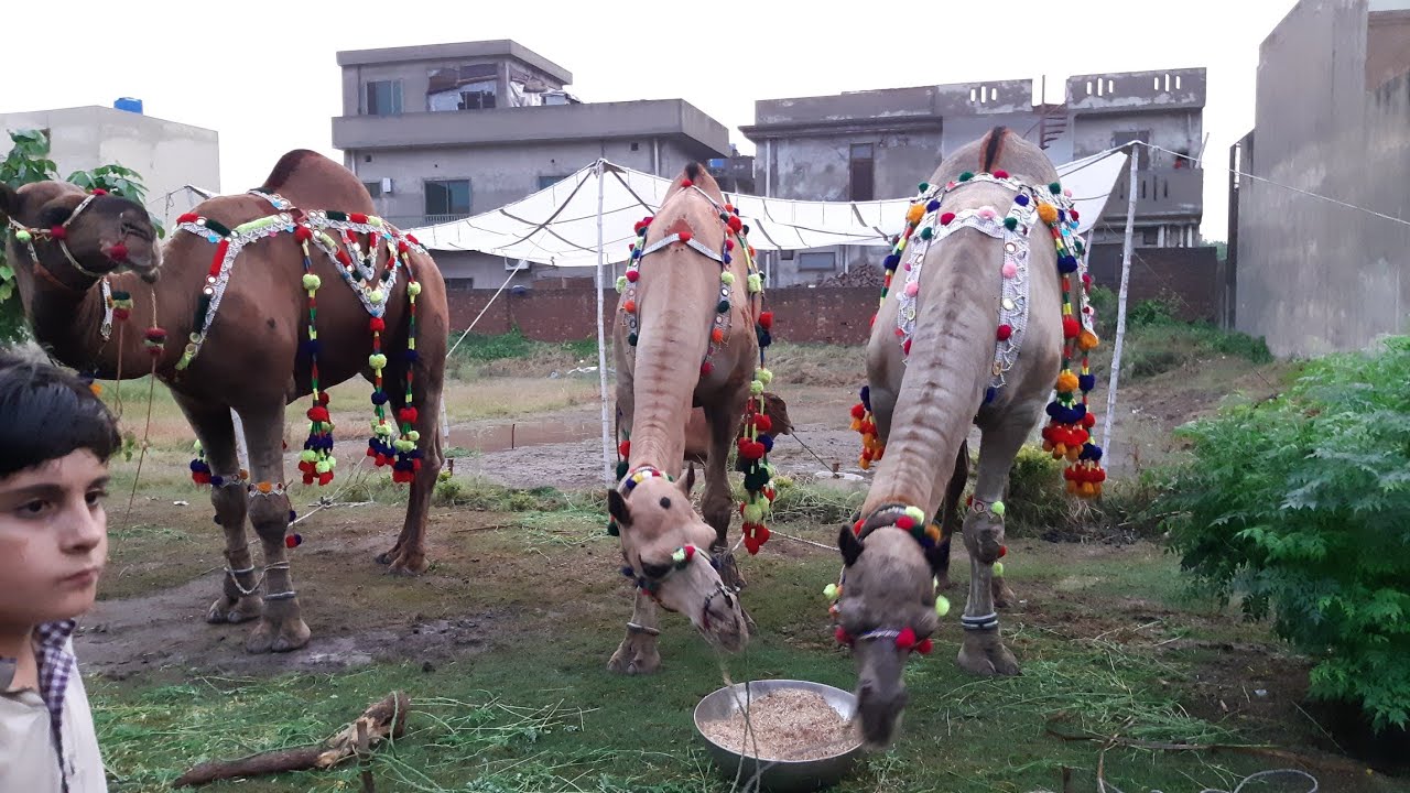 Qurbani Eid Videos 2018 - Wapda Town Sahiwal Qurbani Bulls and Camels