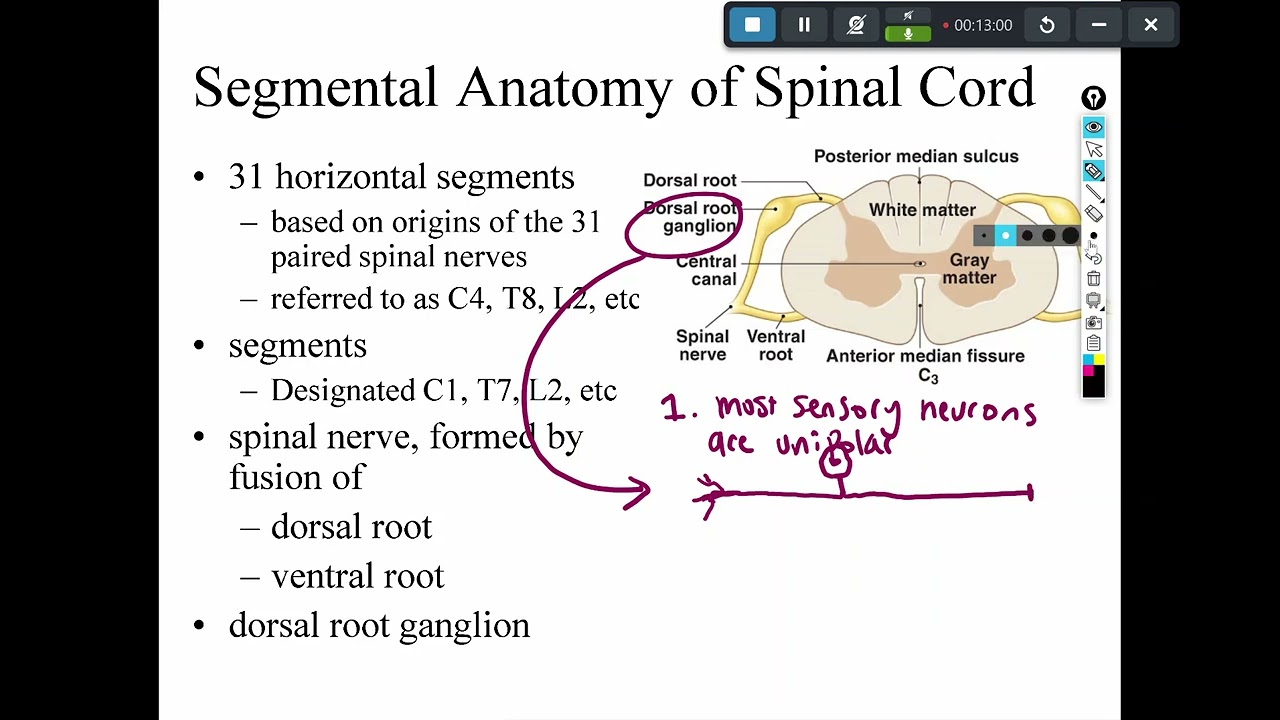 Chapter 13 part one: spinal cord anatomy