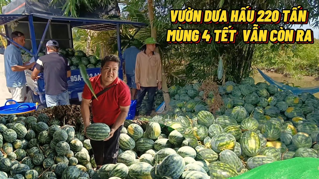 Mùng 4 Tết Ra Tiếp Tục Đám Dưa Hấu 220 Tấn Vọi Chợ #trungtinhtv