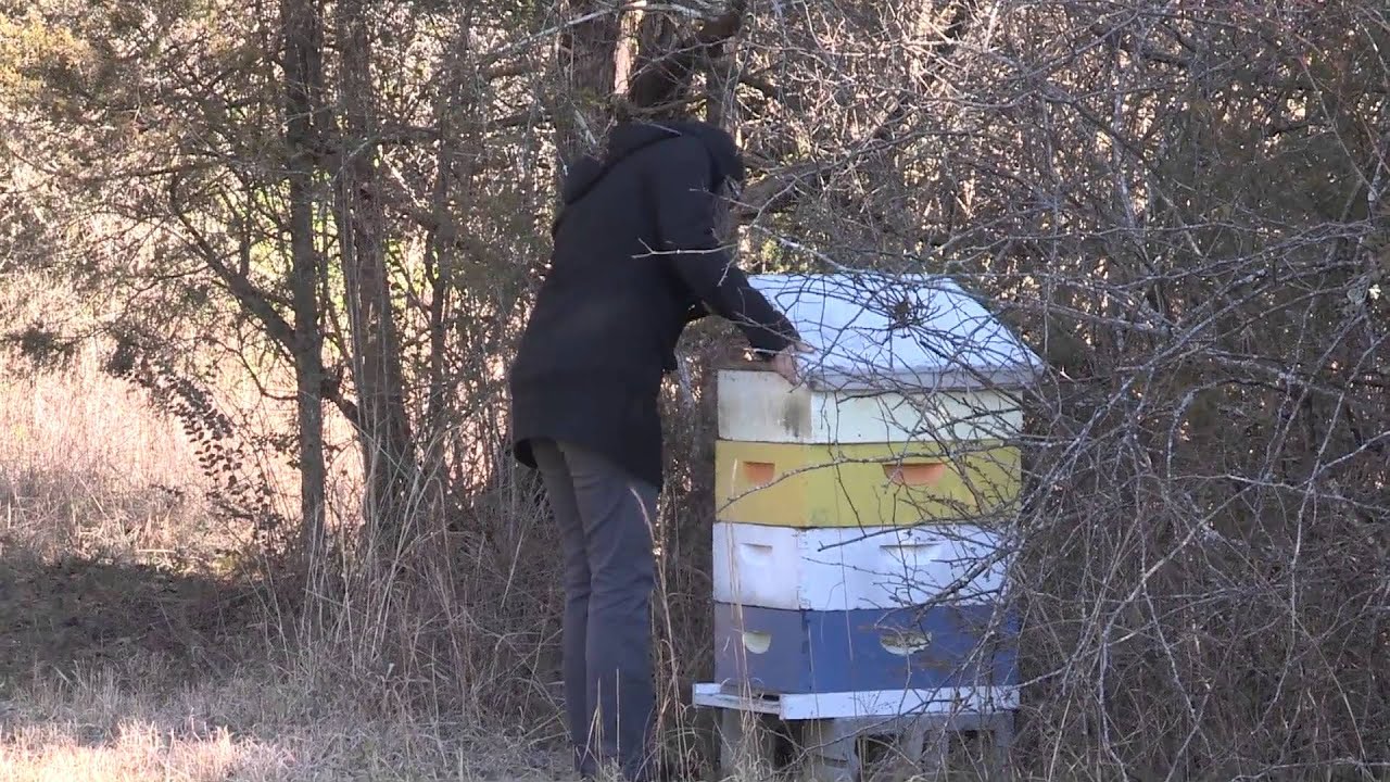Bees and Beekeeping at the University of Tennessee