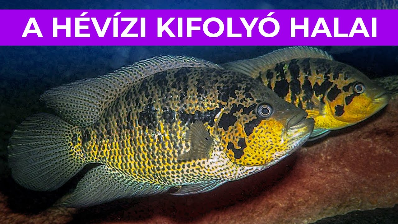 A hévízi kifolyó