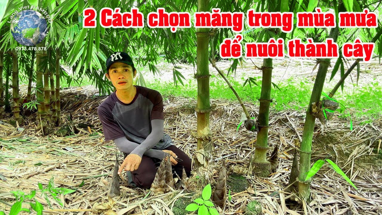 Chọn thời điểm nuôi măng thành cây để mùa nắng có măng sớm