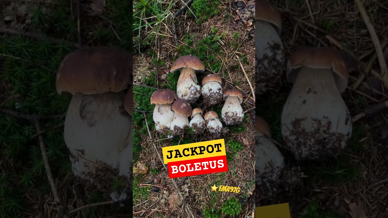 BOLETUS JACKPOT⭐️ EMA97G TOP 50 #champignons #cepes #fungi #shorts