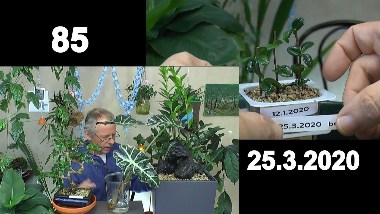 Zimmerpflanzen Spezial. Pflanzen beim Wachstum und Vermehren der Vanille, Alocasia und Fukientee