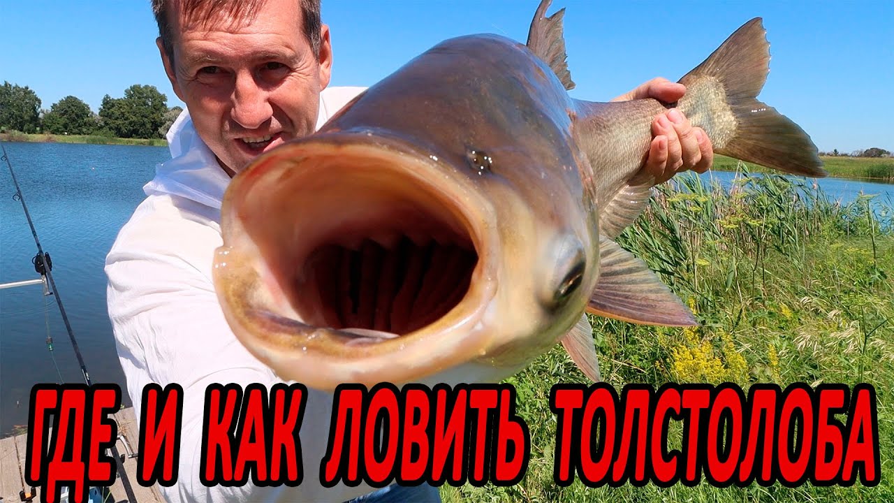 ГДЕ и КАК ловить #ТОЛСТОЛОБИКА