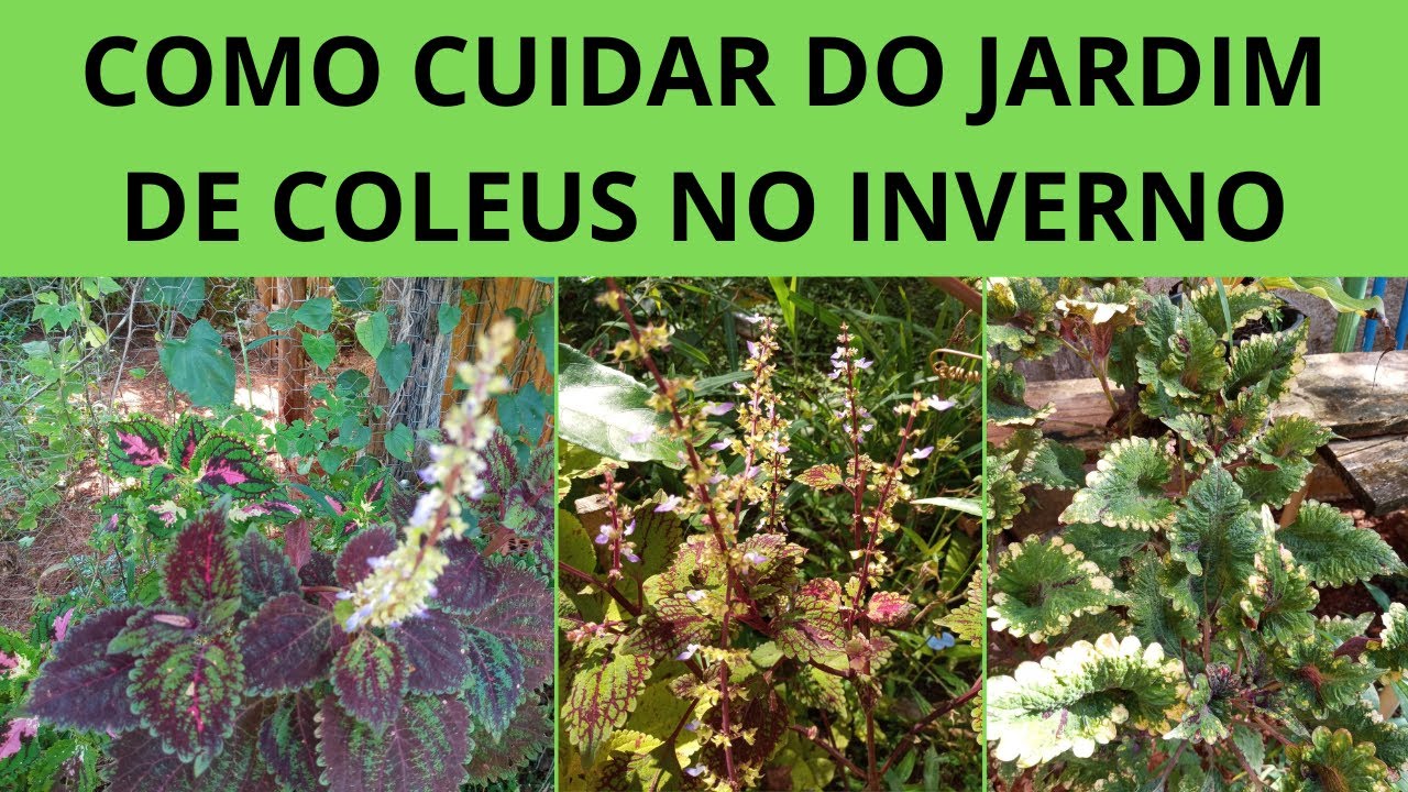 DICAS PARA SEU JARDIM | COMO CUIDAR DO JARDIM DE COLEUS NO INVERNO