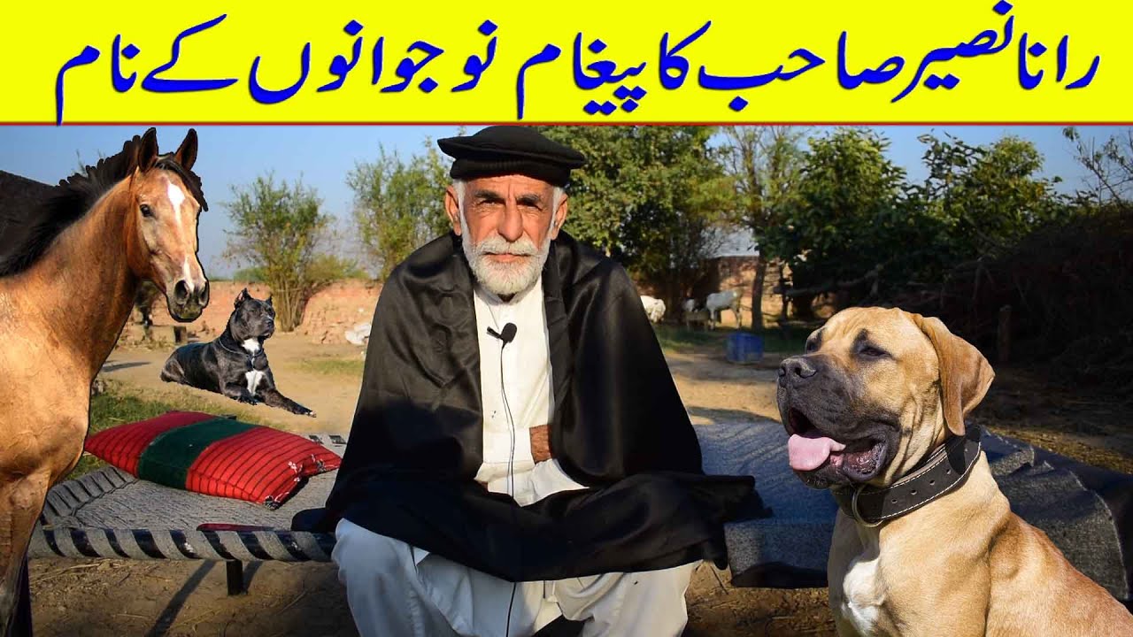 Pakistani Bully Dogs And Hores And Talk of Rana Naseer By Bully Dog Channel TV HD