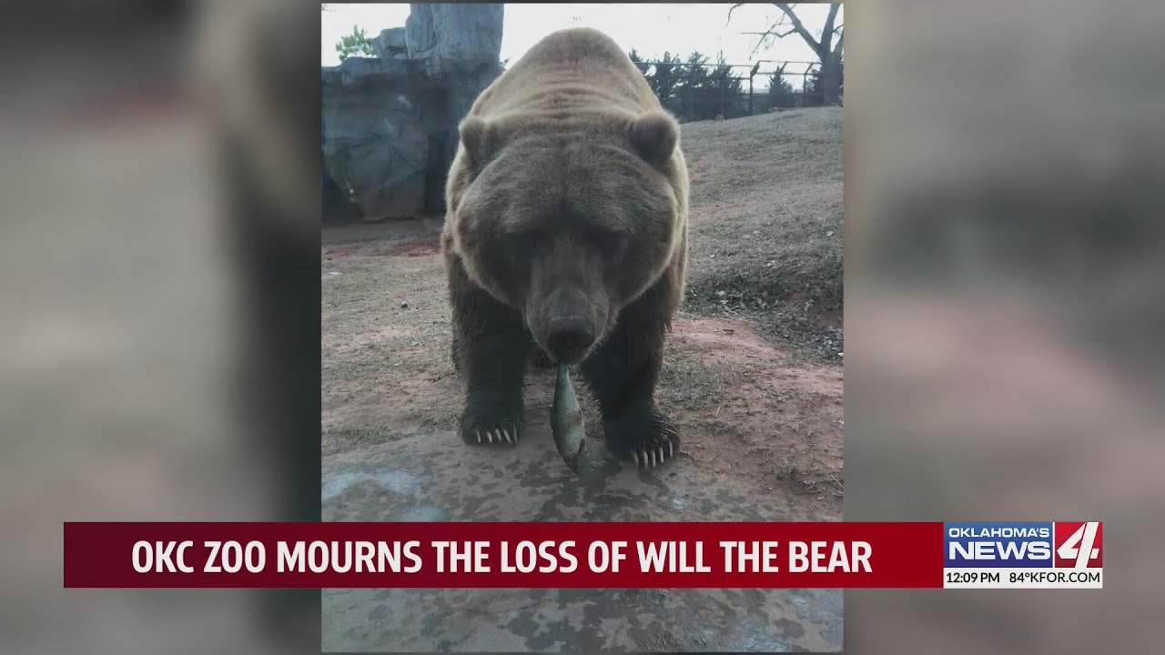 OKC Zoo announces death of American grizzly bear