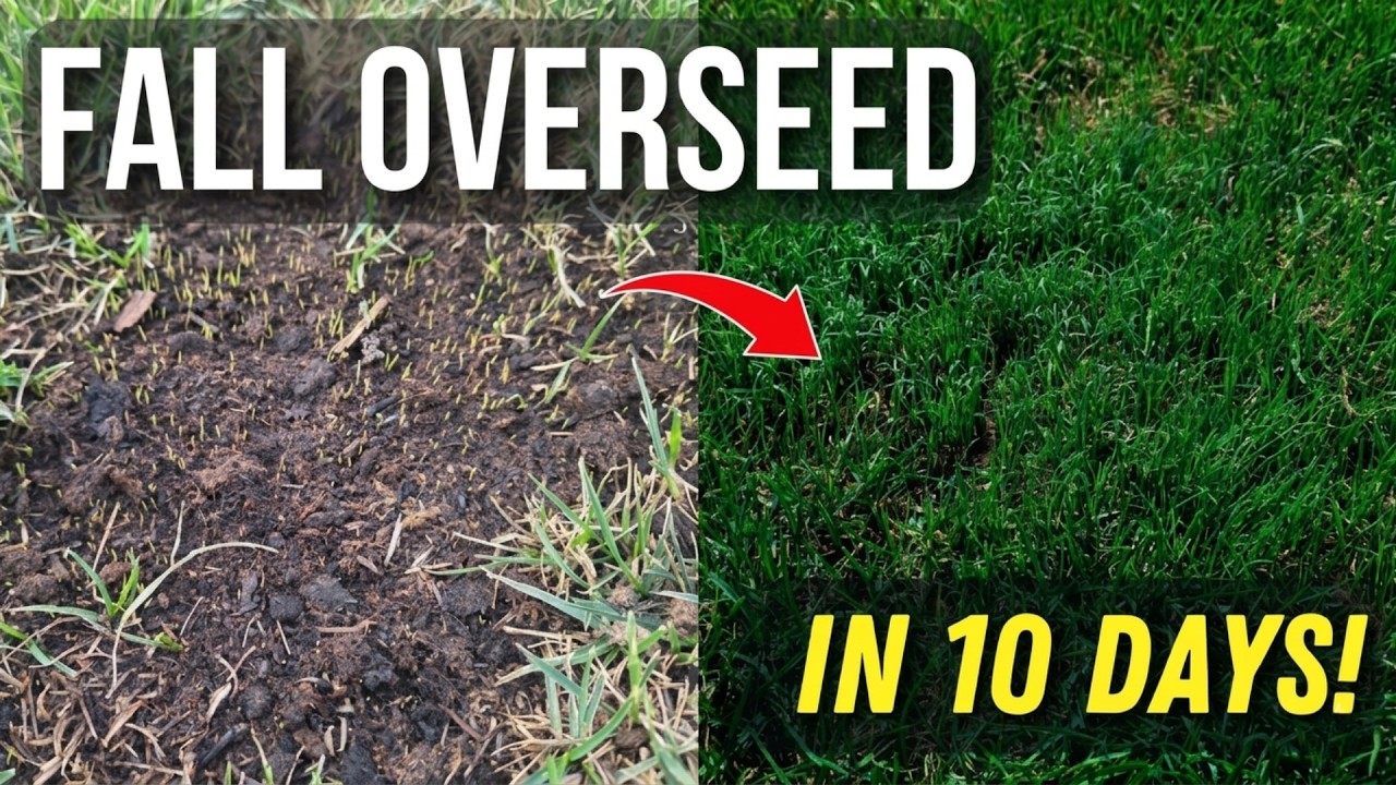 Complete Fall Overseeding Guide: Transform Your Lawn in 10 Days!