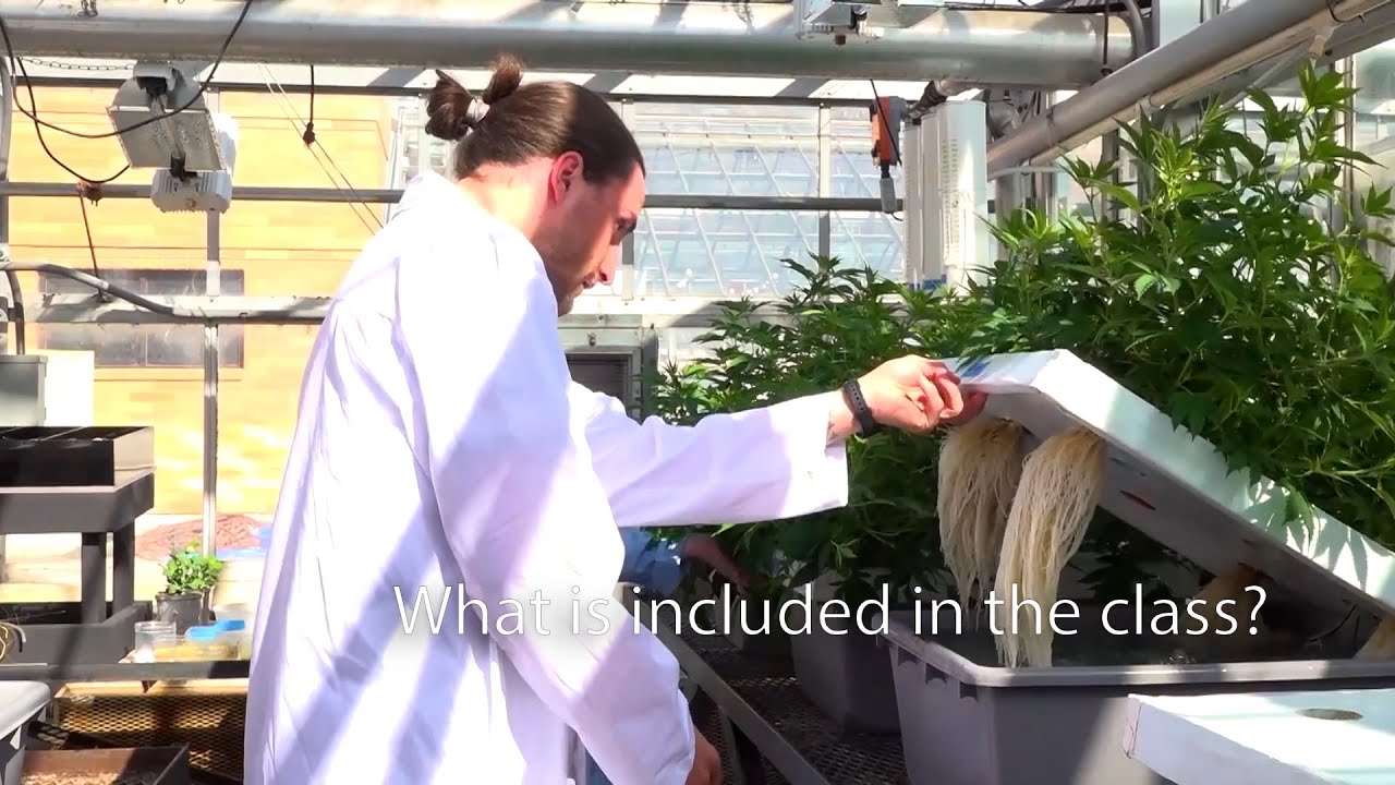 The Science and Technology of Medical Cannabis Cultivation