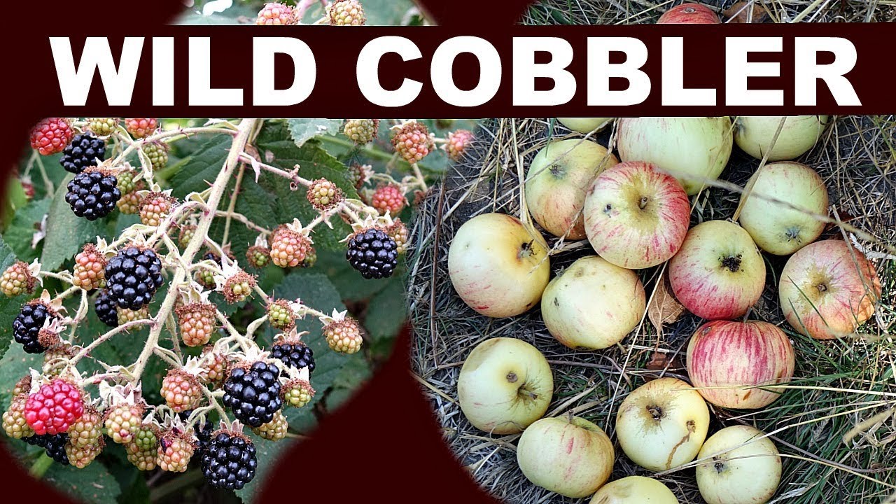Forage & Cook - Turn a Walk into Wild Blackberry Apple Cobbler