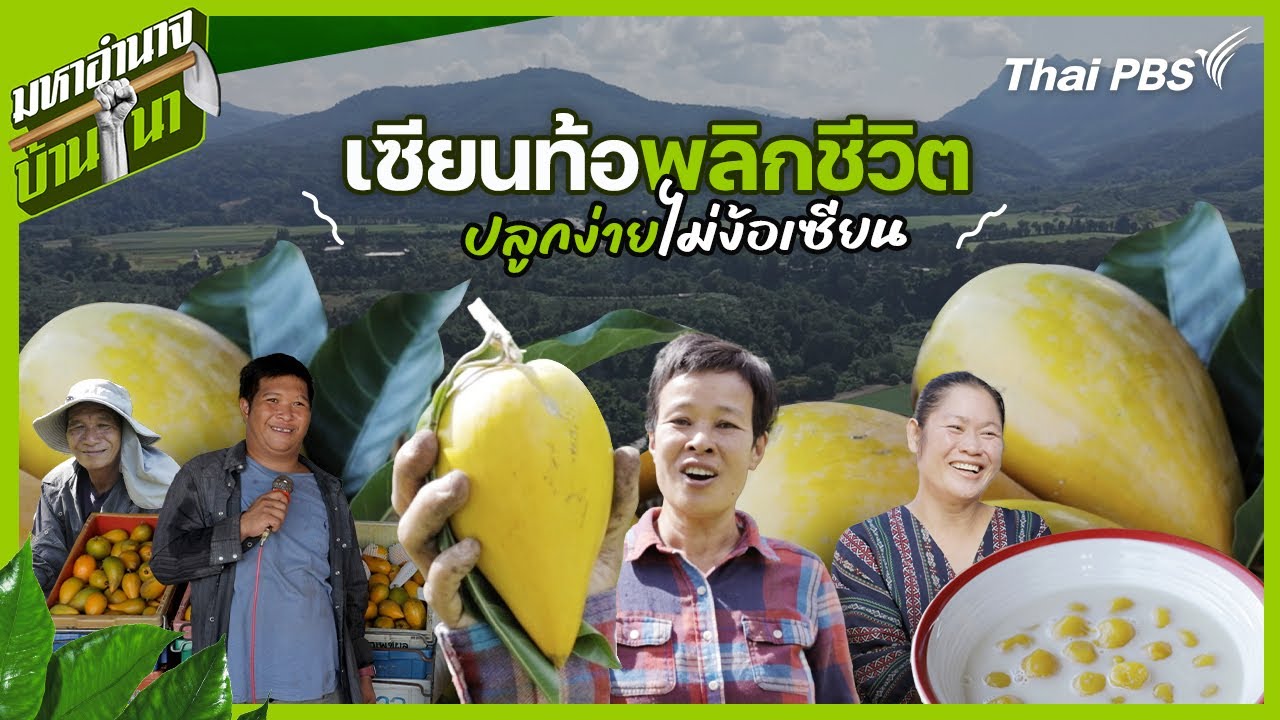 เซียนท้อพลิกชีวิต ปลูกง่ายไม่ง้อเซียน | มหาอำนาจบ้านนา