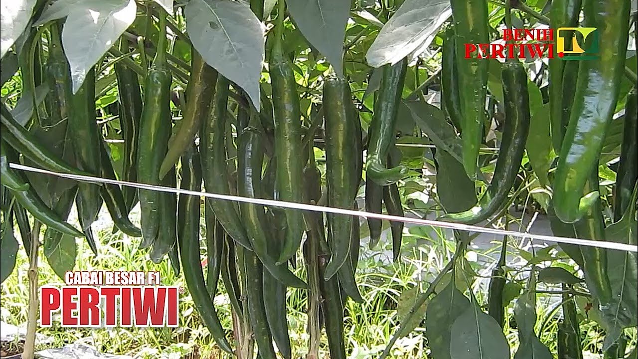 BENIH PERTIWI TV - Keunggulan Panen Hijau Cabai Besar Pertiwi