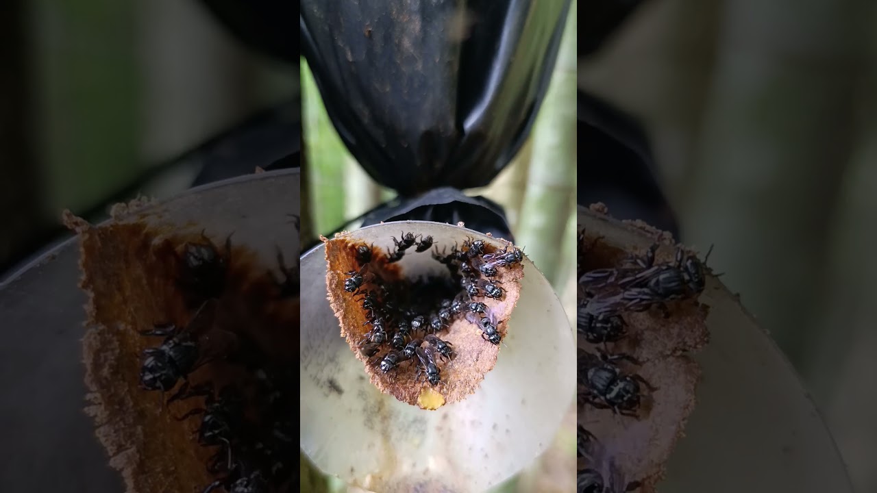 Scaptotrigonas extremamente fortes 😳🐝 #Scaptotrigona #AbelhasSemFerr&atilde;o #meliponicultura