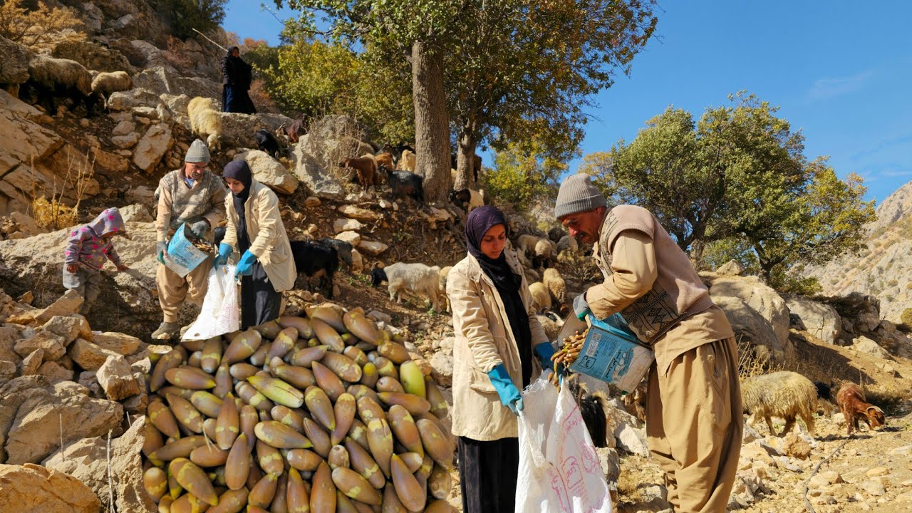 IRAN momadic life🍂🌳🌰: How to Harvest Acorns for Family and Sheep🏔️ | Nomadic Family Food Products🌰