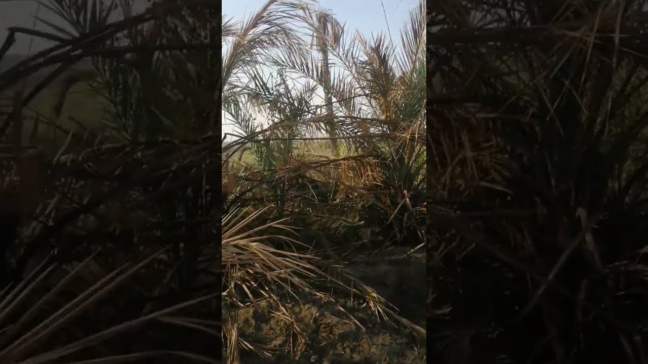صيد بلابل