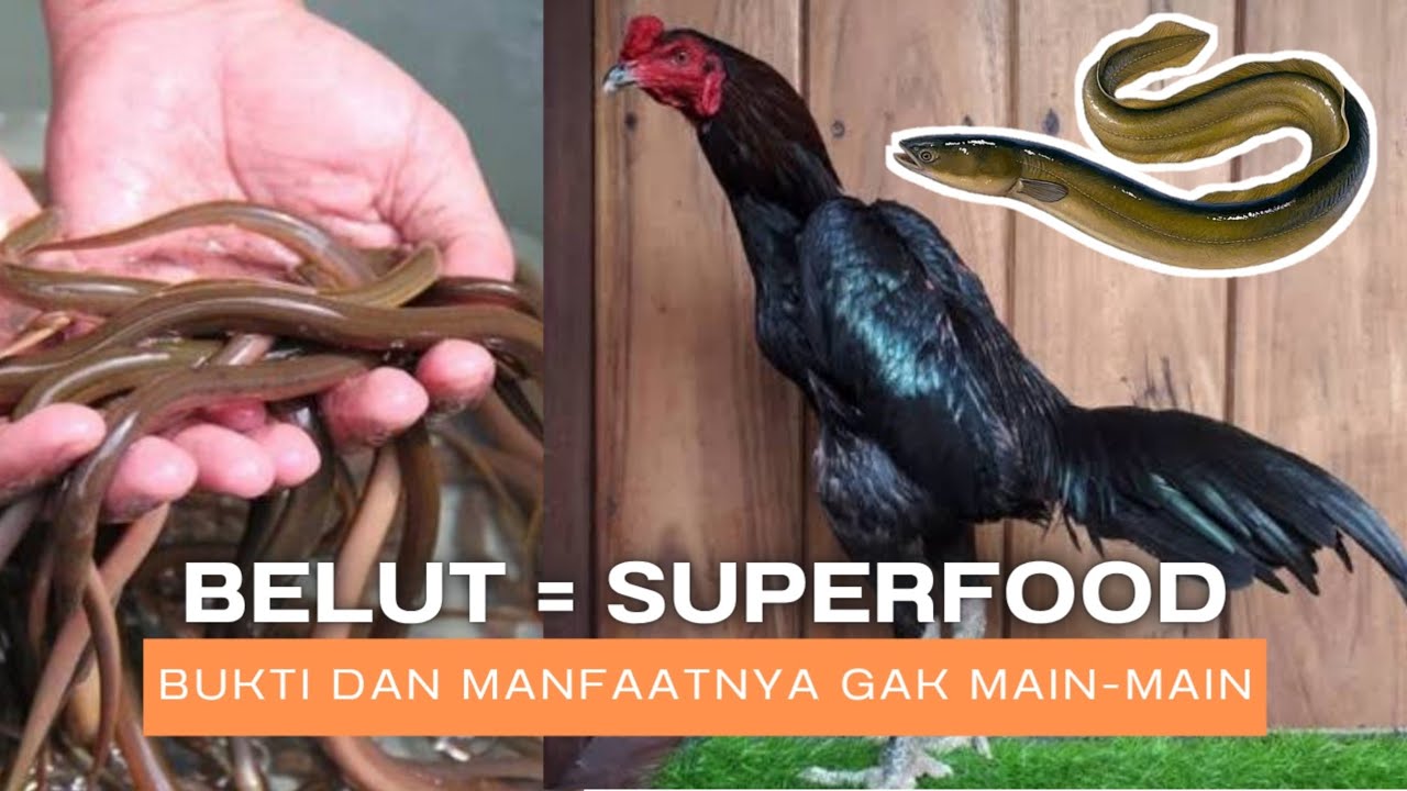BELUT WAJIB Di COBA‼️ EFEKNYA BIKIN AYAM FIT SETIAP HARI‼️