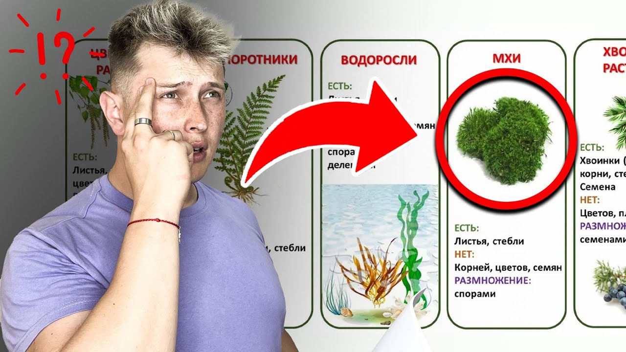 Классификация РАСТЕНИЙ за 5 МИНУТ! Основы систематики растений