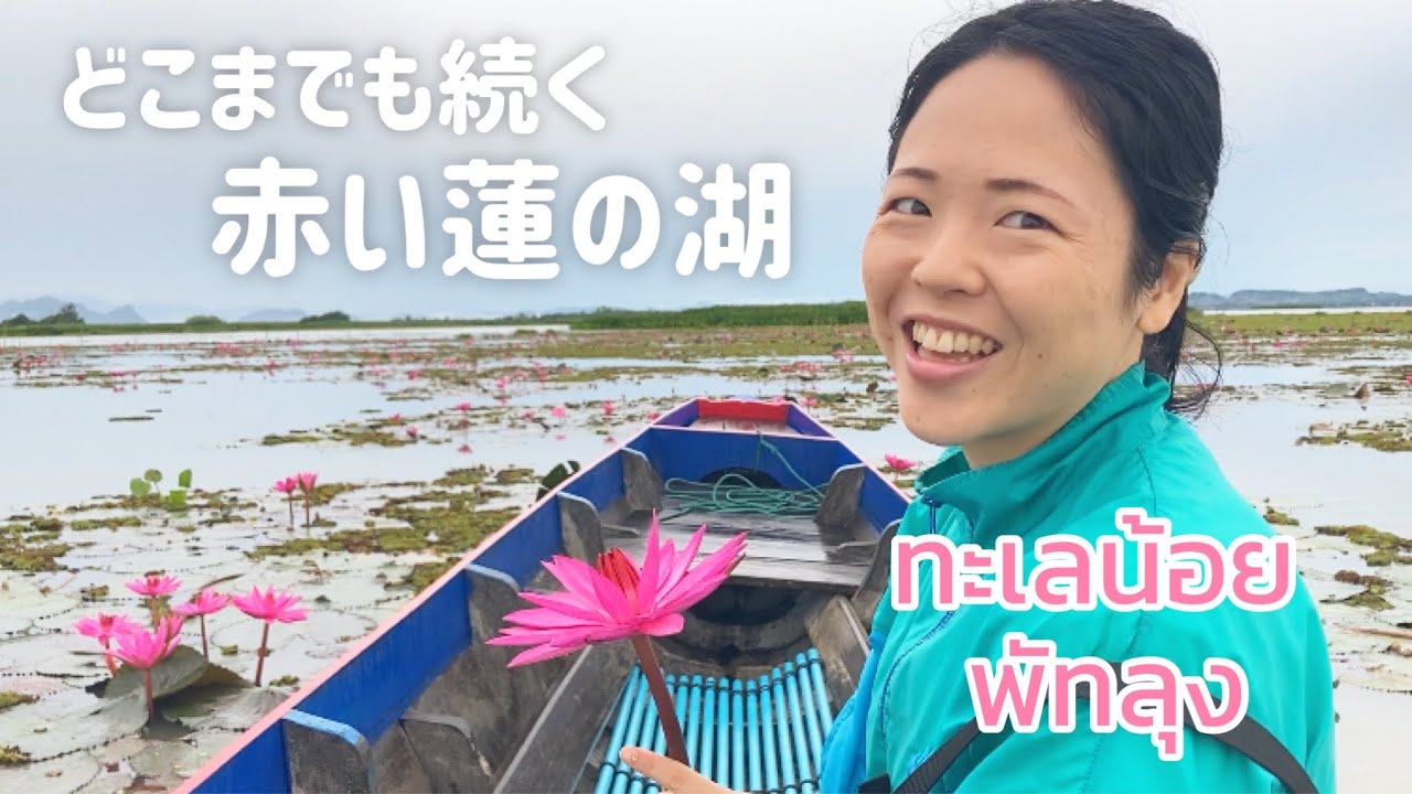 赤い蓮の花が一面に咲く湖タレーノーイ🪷タイ南部パッタルン旅行