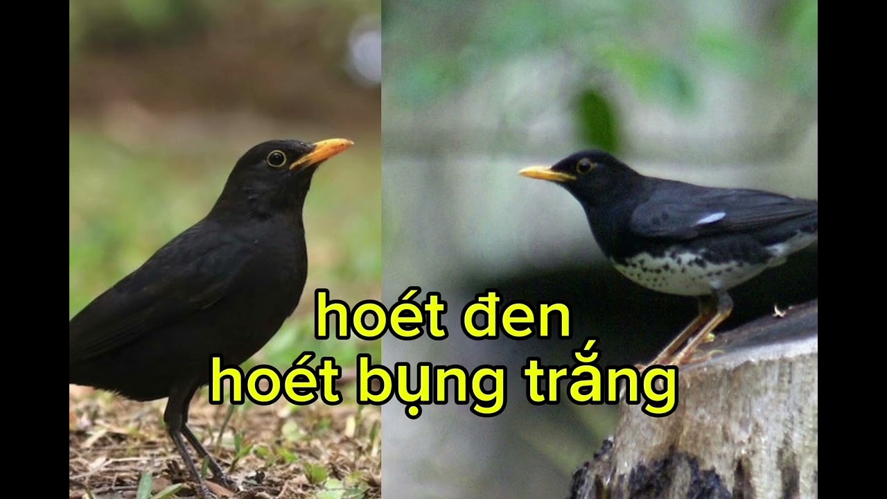 Tiếng hoét đen/ hoét bụng trắng kết hợp mồi bẫy hoét bằng lưới