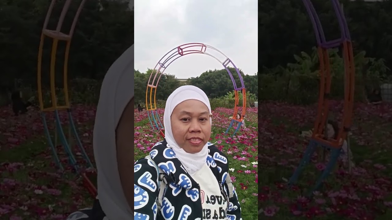  SUASANA KEBUN BUNGA MATAHARI DAN KENIKIR DI YUNLONG HONGKONG 