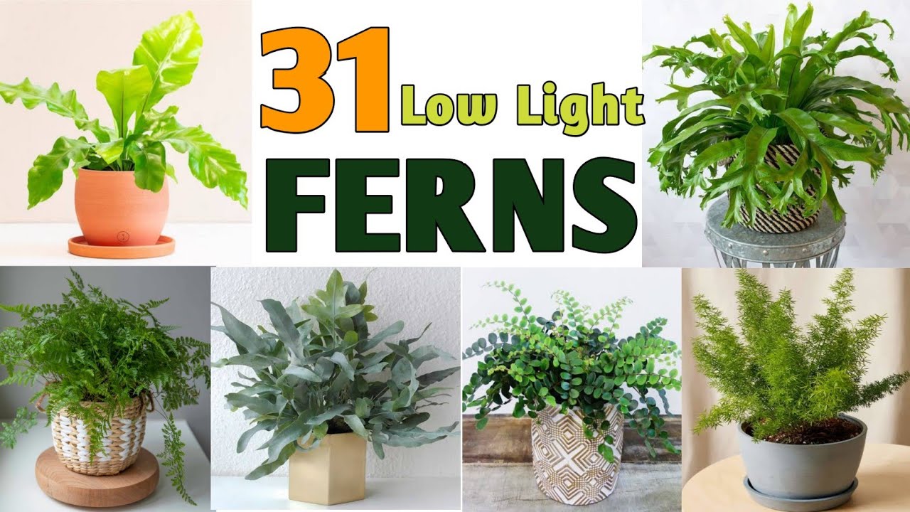 32 Low Light Fern Plant Species | Best Indoor Fern Plant Varieties | Plant and Planting
