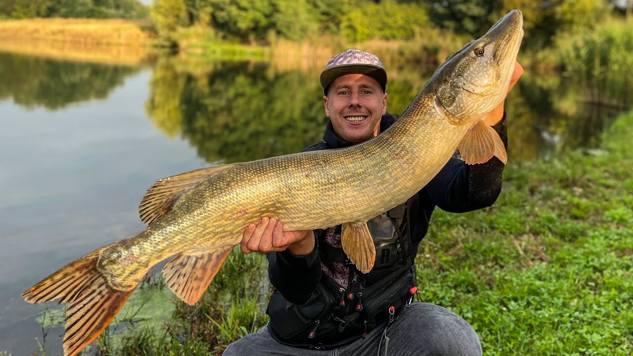 Giant Pike