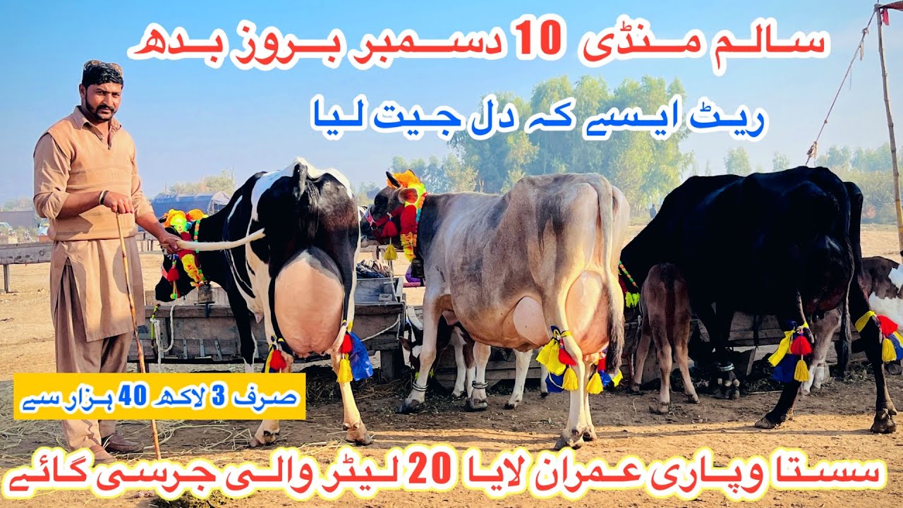 Salam Mandi Sargodha | Top Class Jersey Cows | Cows Fresh Rates And Updates Today | 10 December 2025