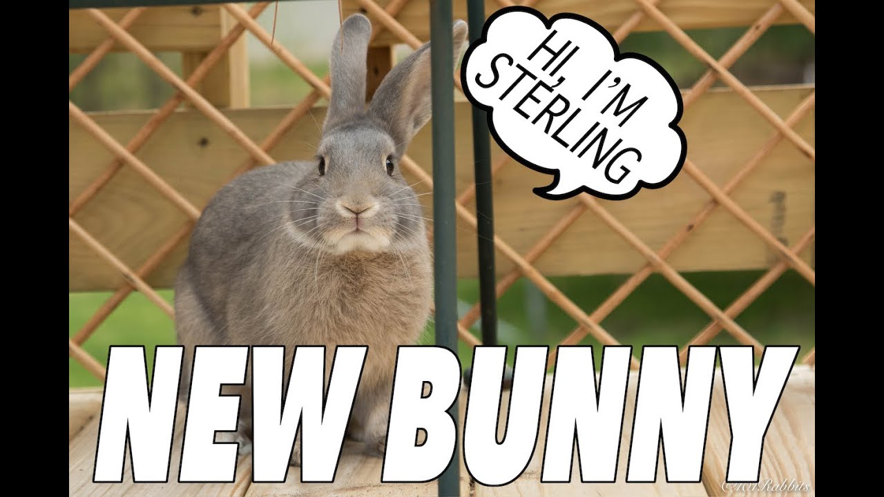 NEW BUNNY!!! MEET STERLING!