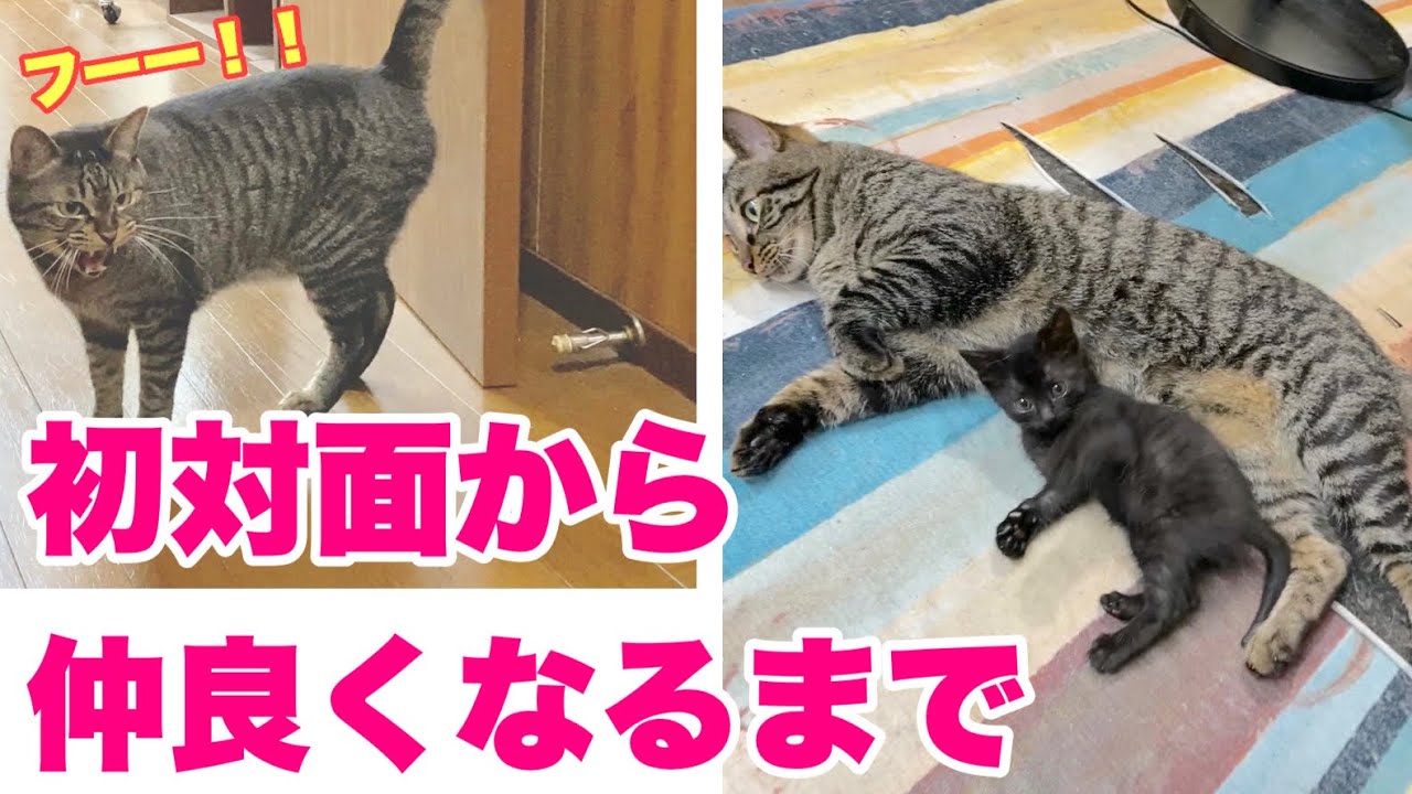 威嚇しまくる先住猫と新入りが仲良くなるまで