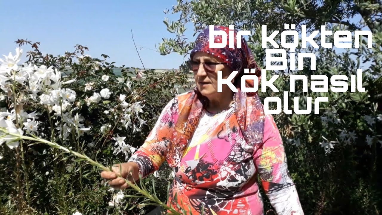 Zambak nasıl çoğaltılır