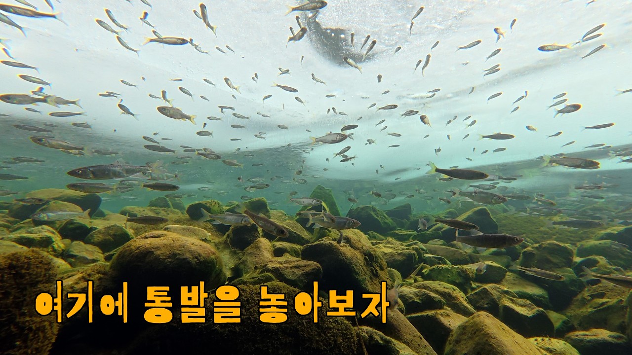 얼음 아래 수천마리 물고기들이 바글바글 한 곳에 4일동안 통발을 놓아봤습니다.