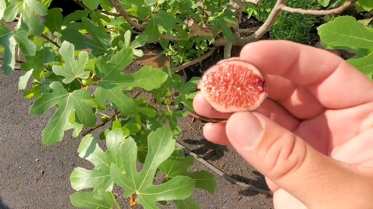 Ronde de Bordeaux, Bifere, and Improved Celeste Figs