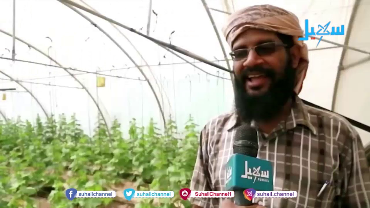 وادي #حضرموت ..  بيوت محمية لزراعة حديثة ومنتجات وفيرة