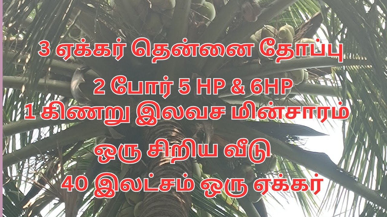 3 ஏக்கர் தென்னை தோப்பு விற்பனைக்கு உள்ளது.திண்டுக்கல் மாரம்பாடி அருகில் உள்ளது.