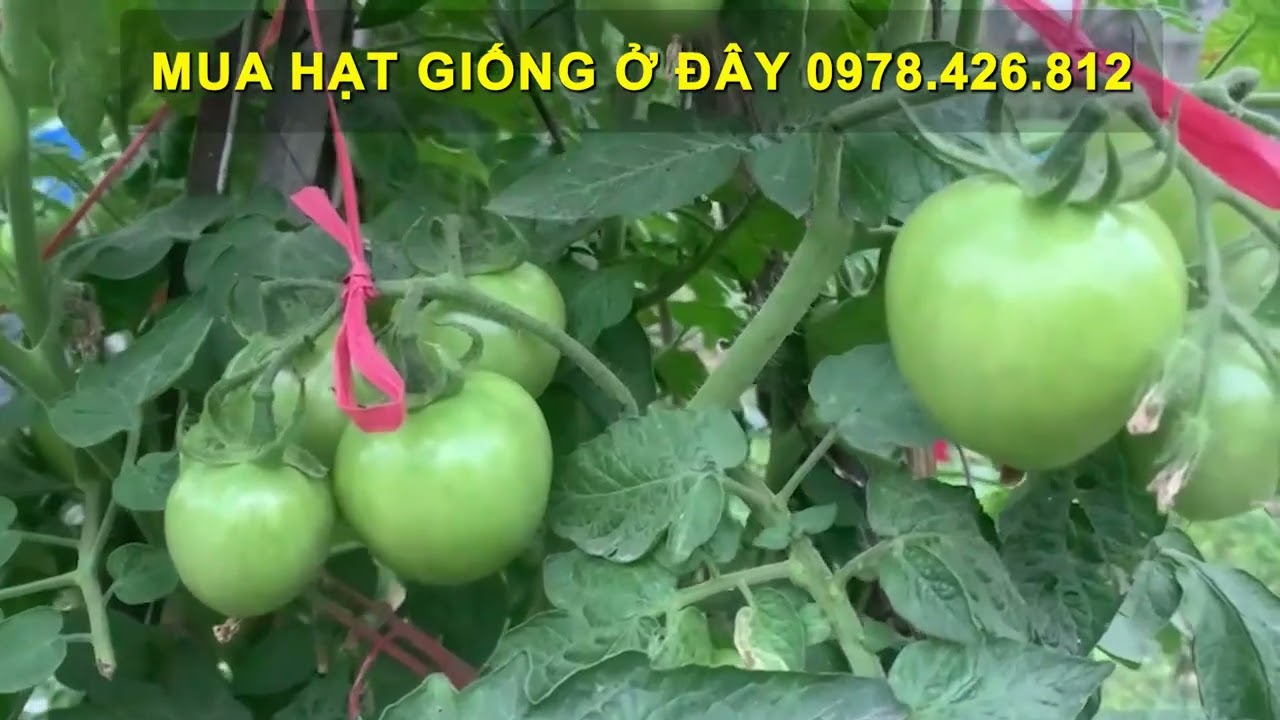 Không Ngờ Trồng Cà Chua Tại Nhà Lại Thu Hoạch Nhiều Đến Vậy 😱