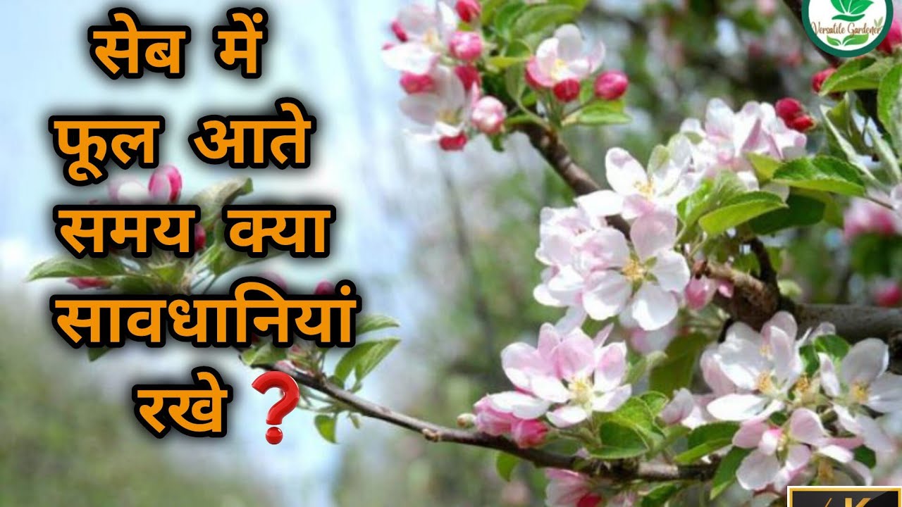सेब में फूल आते समय क्या सावधानियां रखे?सेब के पौधे में फूल कब आते है?