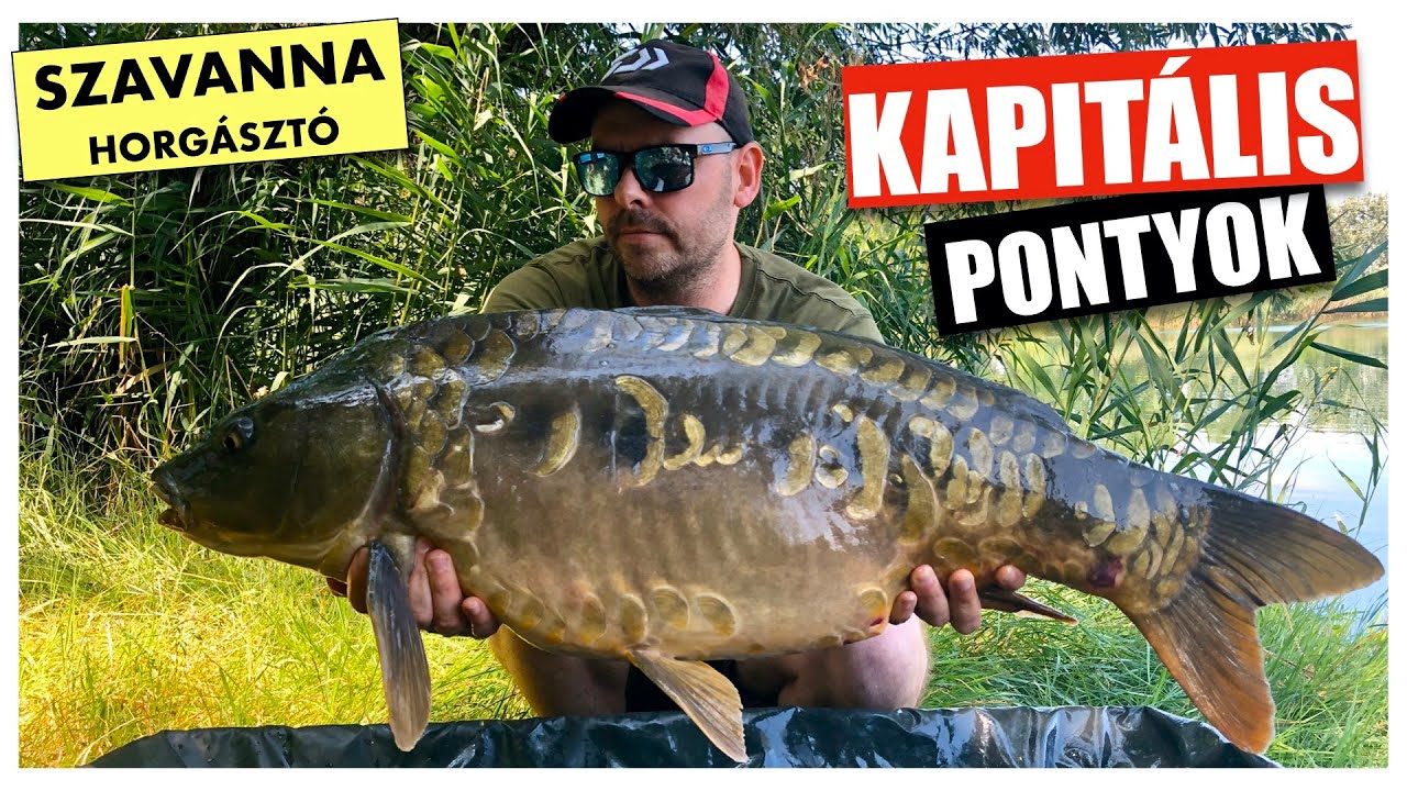 Kapitális pontyok feederbottal a Szavanna horgásztón