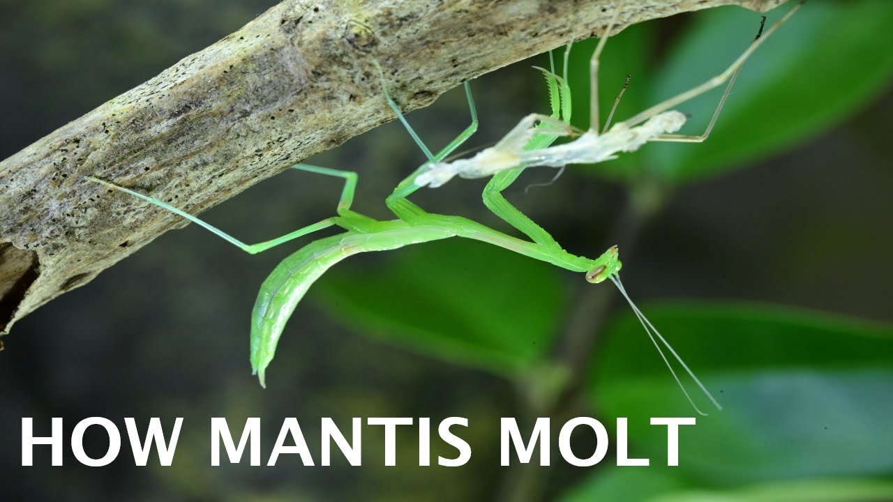 Watch How Praying Mantis Molt | Insect Story
