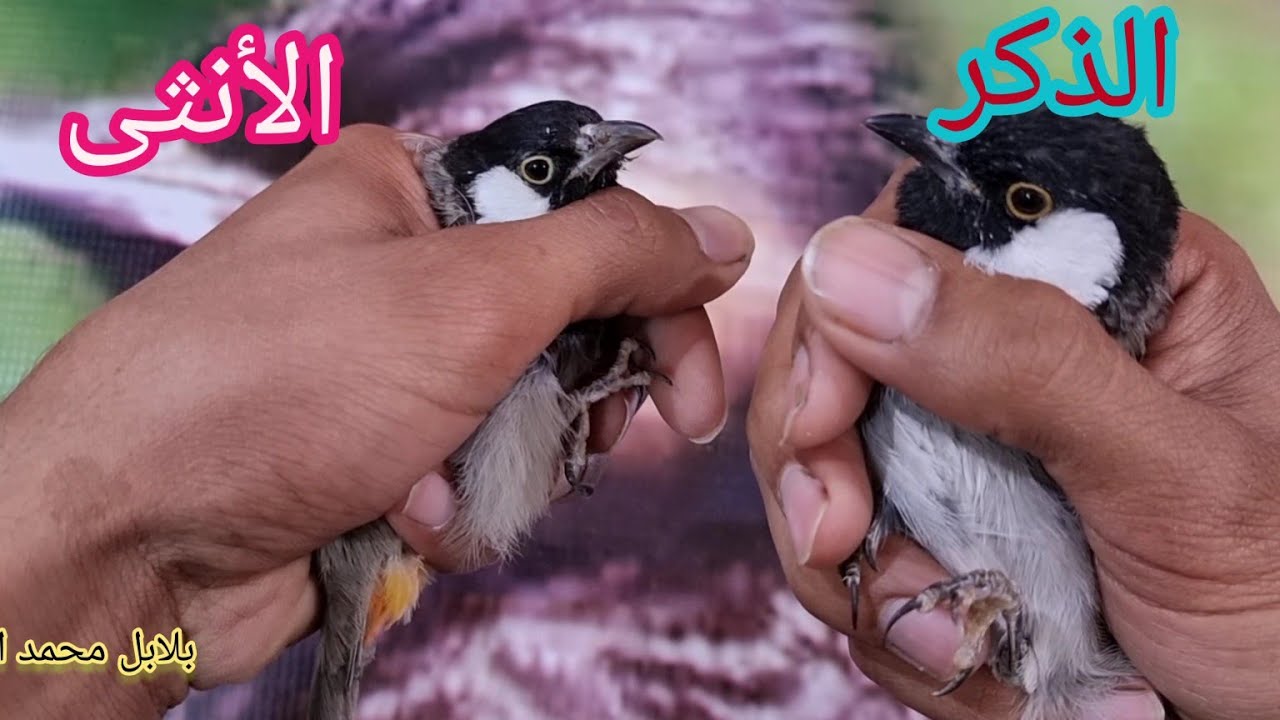 الفرق بين الذكر والأنثى بين لبلابل وتحديد الجنس